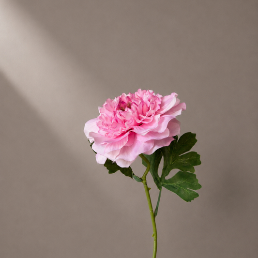 Premium kunst ranonkel in zachte roze tinten voor elegante interieurdecoratie