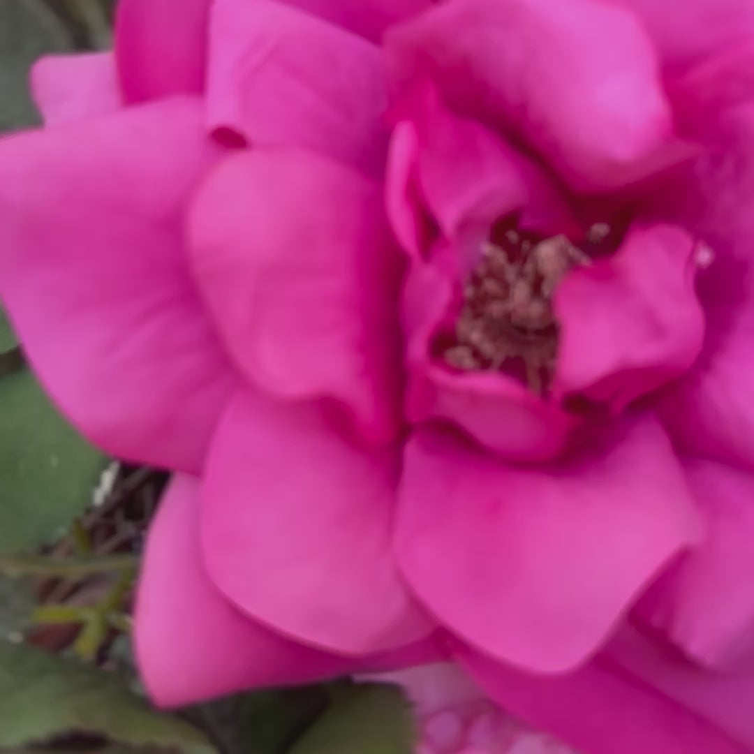 Handgemaakte luxe deurkrans met roze en fuchsia kunstrozen, pioenrozen en ranonkels op een groene, natuurlijke ondergrond — Jardin Enchanté.