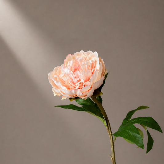 Premium fluwelen kunst pioenroos in zachte perziktinten gestyled in een sculpturale zwarte vaas