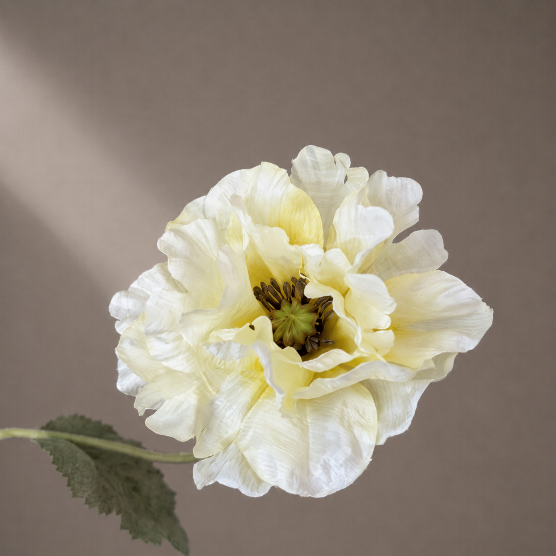 Premium gele kunst papaver gestyled in een sculpturale zwarte vaas tegen een warme neutrale achtergrond