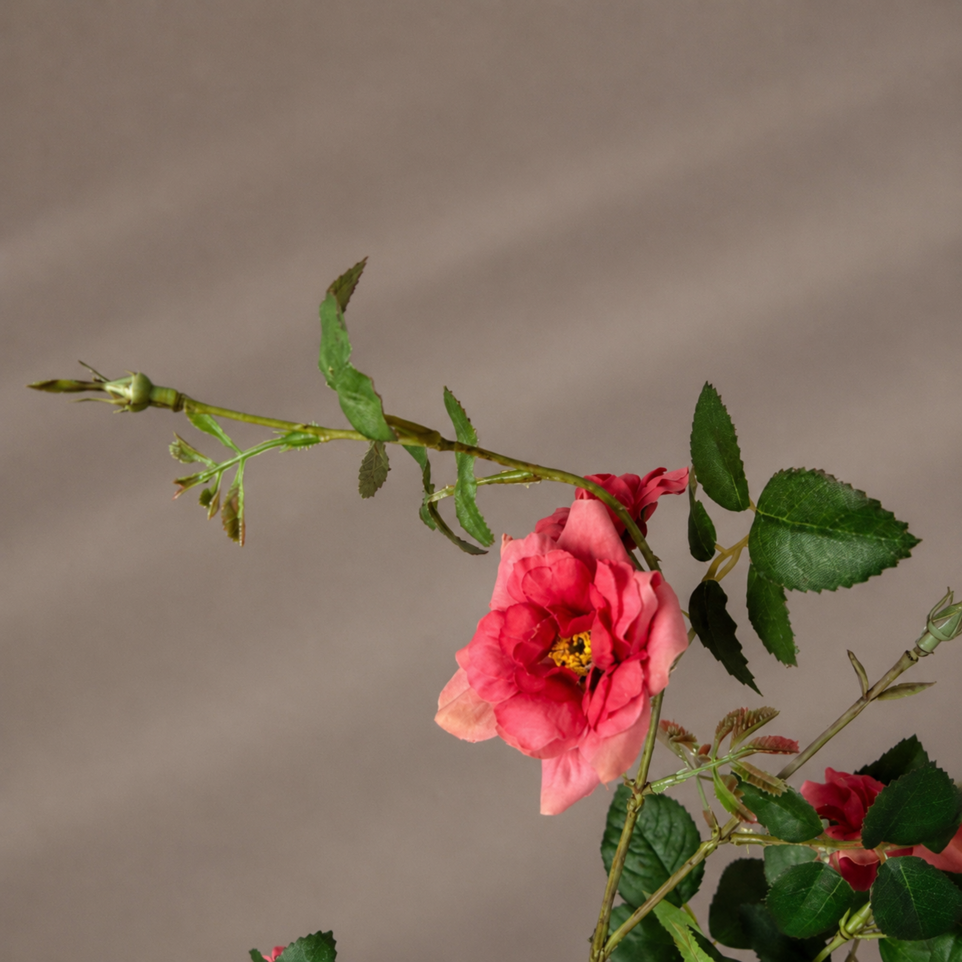 Real touch koraal mini tuinroos steel in een sculpturale zwarte vaas tegen een warme neutrale achtergrond