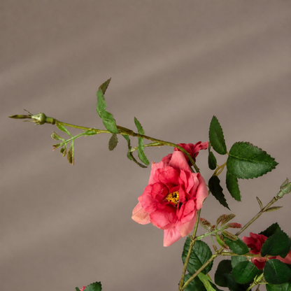 Real touch koraal mini tuinroos steel in een sculpturale zwarte vaas tegen een warme neutrale achtergrond