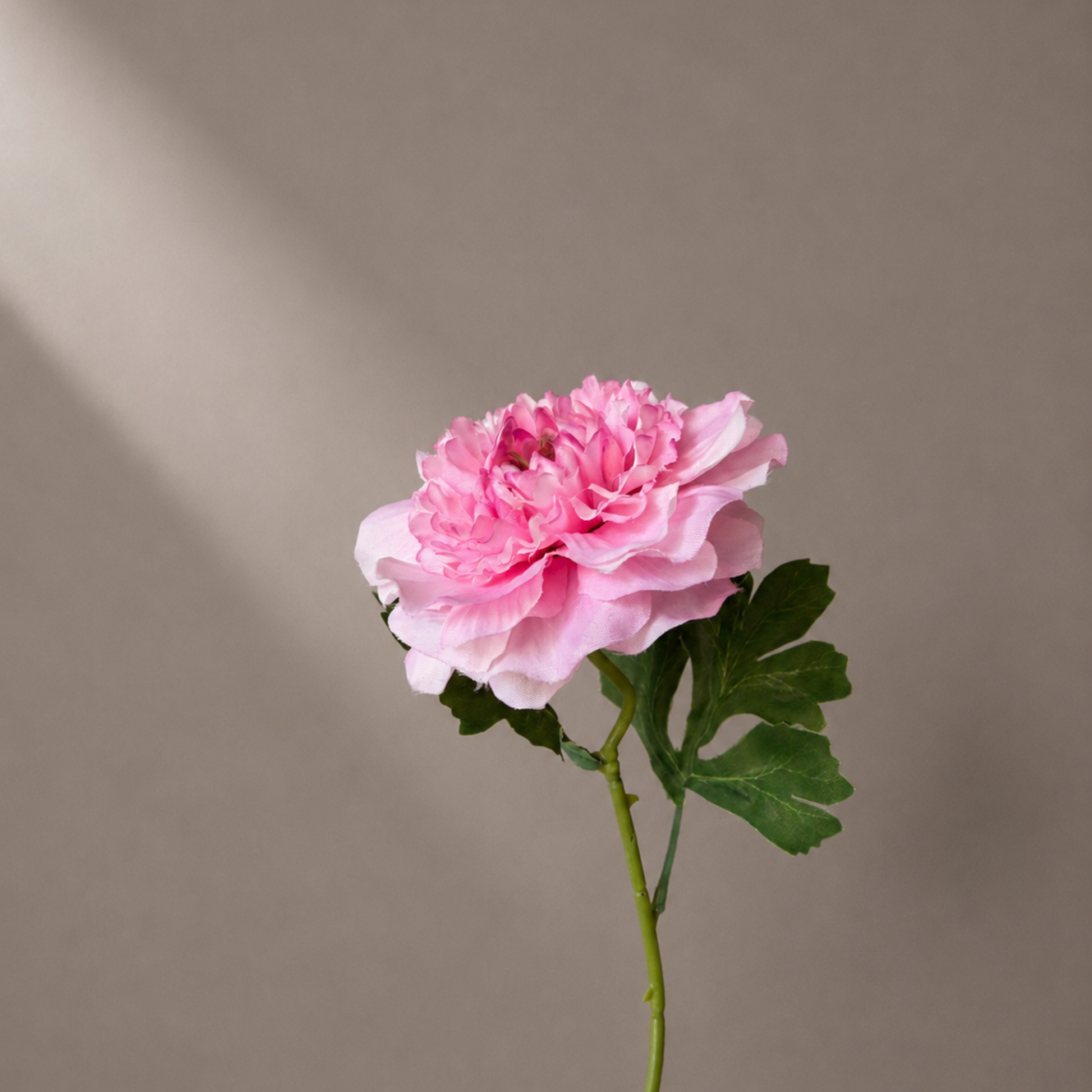 Premium kunst ranonkel in zachte roze tinten voor elegante interieurdecoratie