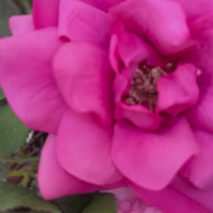 Handgemaakte luxe deurkrans met roze en fuchsia kunstrozen, pioenrozen en ranonkels op een groene, natuurlijke ondergrond — Jardin Enchanté.