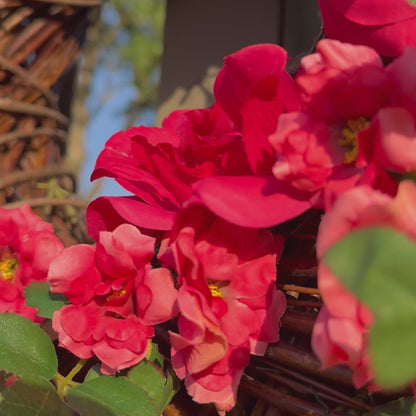 Handgemaakte luxe deurkrans met felle rode en fuchsia kunstrozen, delicate kersenbloesems en levendig groen blad, speels en asymmetrisch gerangschikt op een natuurlijke basis van takken. Deze expressieve bloemenkrans van Jardin Enchanté straalt passie, romantiek en mediterrane flair uit. Perfect als opvallende kunstbloemenkrans voor de voordeur, muurdecoratie of feestelijke gelegenheden. Ideaal voor wie een elegante, luxe seizoensdecoratie zoekt die direct een statement maakt.