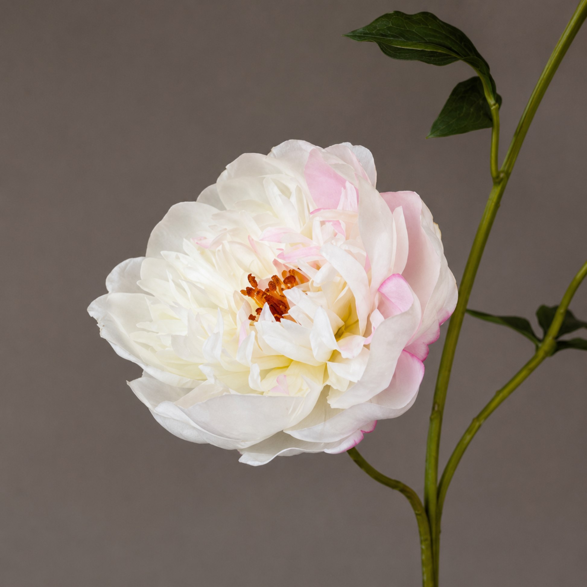 Real touch crème roze pioenroos steel met realistische bloemblaadjes in een sculpturale zwarte vaas